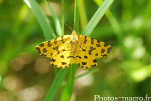 Pseudopanthera macularia